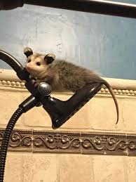 Ashton kutcher and mila kunis say we don't need to bathe every day. Baby Possum Found Hanging Out In The Shower Album On Imgur