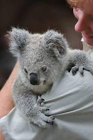 Koala Joey Cute Small Animals Koala Koala Bear