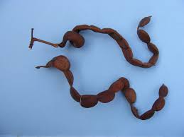 Image result for Cathormion