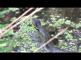 Explore an array of brooker creek preserve, east lake vacation rentals, including houses, apartment and condo rentals & more bookable online. Brooker Creek Preserve Video Youtube