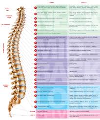 Dupont Family Chiropractic Chart Of Effects Of Spinal