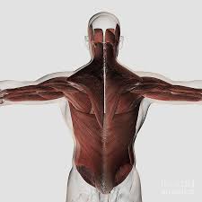The deep back muscles lie immediately adjacent to the vertebral column and ribs. Male Muscle Anatomy Of The Human Back Digital Art By Stocktrek Images