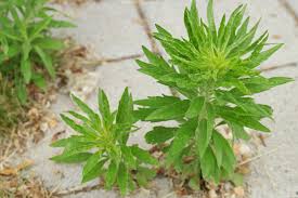 Image result for Conyza