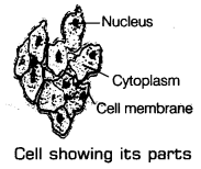 Jan 28, 2020 · the ncert book for class 9 science also helps students in preparing for competitive examinations. Nutrition In Plants Class 7 Notes Science Chapter 1 Learn Cbse