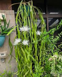 Image result for Hypericophyllum