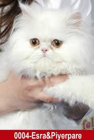 En Sevimli Kedi Sevimli Kediler Kedi Ense