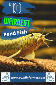 With indeed, you can search millions of jobs online to find the next step in your career. The Strangest Pond Fish Fish Aquarium Fish Fish Pet
