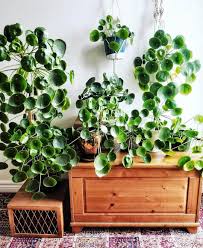 Pilea Peperomioides Houseplants Indoor Plants Plants Decor Home Decor Interior Style Plant Corner Nor Decoration Plante Plantes De Decor De Maison Plante Verte