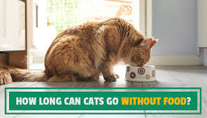 Absurd and risky as his goal sounded — fasts over 40 days were. How Long Can Cats Go Without Food Yourpetclip Com
