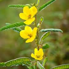 Image result for Chamaecrista