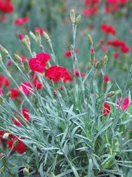 Image result for Dianthus