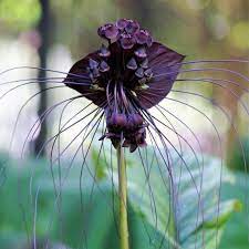 Tacca Chantrieri Black Bat Plant Bat Plant Easy To Grow Bulbs Bat Flower