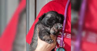 Large numbers from animals fell from pollution. Dogs Of Chernobyl 33 Years After Nuclear Disaster Puppies In Exclusion Zone Still Exhibit Unusually High Radiation Meaww