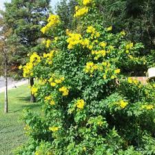 It grows at a medium rate, and under ideal conditions can be expected to live for approximately 20 years. Esperanza Garden Style San Antonio