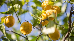 Am schönen sommerabend sieht man die folgen des tages in der am besten mischen sie den saft der zitrone oder limette mit 50 ml olivenöl und massieren die betroffene stellen mit diesem zitronenöl bzw. Krauter So Nutzen Sie Die Heilkraft Der Zitrone Service Wir In Bayern Br Fernsehen Fernsehen Br De