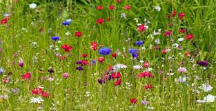 A blooming linden or black wildflower mixes often contain seed of several of the attractive perennials listed in this table. Wildflowers Bee Friendly Garden Best Flowers For Bees Bee Friendly