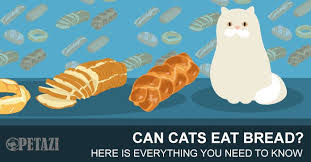 Cats should never eat garlic. Can Cats Eat Bread Is Bread Bad For Cats Petazi