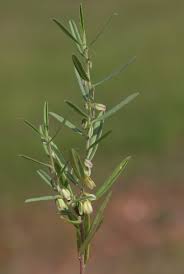 Image result for Polygala erioptera