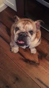 Bumper Bulldog Rescue Home Facebook
