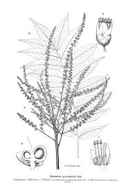 Image result for Stadmannia