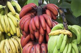 The Benefits Of Red Banana Vs Yellow Are Unexpected