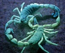 Keep plants and bushes away from your home. Effective Scorpion Control Measures Museuferrocarri