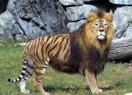 Pin By Lani Sean Bassett On What The F Animals Rare Animals Weird Animals