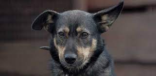 How To Tell If A Dog S Ears Will Stand Avid Pup