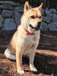 Similar breeds to shiba inu. Shiba Inu Chow Chow Shar Pei Mix Dog For Adoption Near Seattle Adopt Pee Pee Today