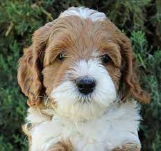 Here at bestland australian labradoodles of atlanta georgia, we take pride in providing beautiful, smart, lovable, healthy, from pedigreed, australian labradoodle puppies for adoption in the atlanta, georgia area. Australian Labradoodle Puppies For Sale Arizona Crawford Doodles