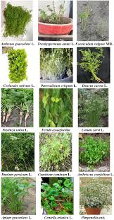 Image result for Apiaceae