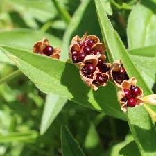 Image result for Freesia laxa