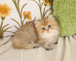 pin on cats