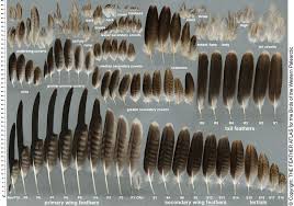 bald eagle feather chart bald eagle feather eagle feather