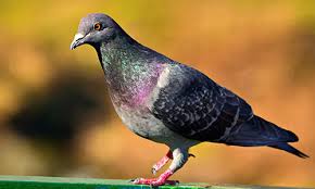 He worked as a baker in the early hours of the morning and did pest control during the day. Flick Professional Bird Exclusion Systems Netting Spikes Tension Wires