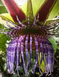 Image result for Passiflora ligularis