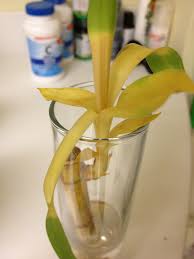 Look at these pictures of my natty roots on my lucky bamboos, and how i repotted them. Why Is Lucky Bamboo Turning Yellow