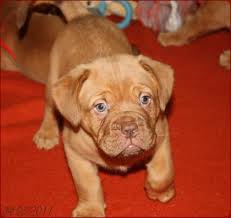 Am 16.mai.2021 haben unsere 4 gesunde welpen das licht der welt erblickt. Super Susse Bordeaux Doggenwelpen Bordeauxdoggen