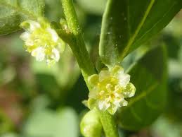 Image result for Peraceae