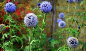 These bushes look great in the garden or yard, especially when they are maintained regularly. Globe Thistle Beautiful Bountiful Round Flowers Epic Gardening