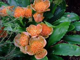 Image result for Scadoxus membranaceus