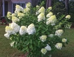 America's largest online plant nursery. The Easiest Hydrangea Of All Southern Living