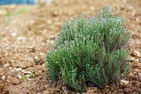 De son nom latin thymus, le. Thym Ou Quand Et Comment Planter Du Thym