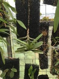 Image result for Angraecum cultriforme