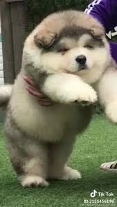 Breeders took the largest malamute puppies and started breeding them to develop this giant bloodline. Was Denkt Ihr Uber Die Rasse Alaskan Malamute Tiere Hund