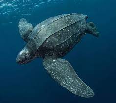 Underwater World On Instagram Pacific Leatherback Turtle In The Kei Islands Indonesia Way Out On The South Eastern Leatherback Turtle Leatherback Turtle