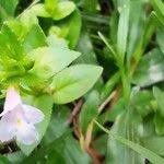 Image result for Torenia thouarsii