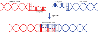 In biochemistry, a ligase is an enzyme that can catalyze the joining of two large molecules by forming a new chemical bond, usually with accompanying hydrolysis of a small pendant chemical group on one of the larger molecules or the enzyme catalyzing. Addgene Protocol How To Ligate Plasmid Dna