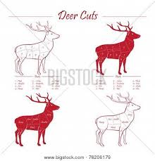 Deer Meat Cut Scheme Vector Photo Free Trial Bigstock