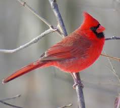 Birds Of Northern Illinois Illinois State Bird Northern Red Birds South African Birds State Birds